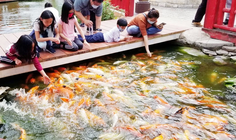 Koi Fish